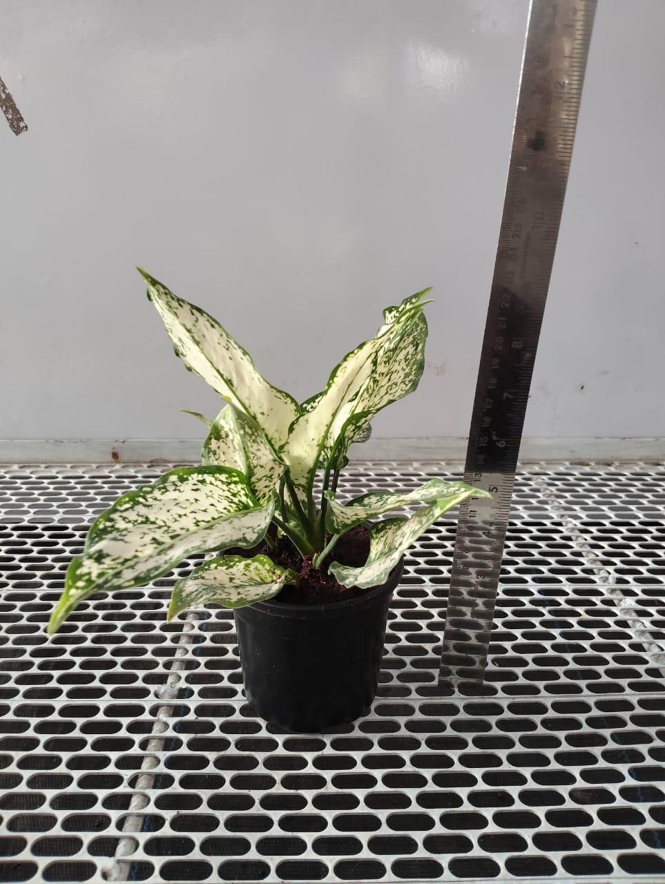 Aglaonema Snow White Plant i6r2ja-hp
