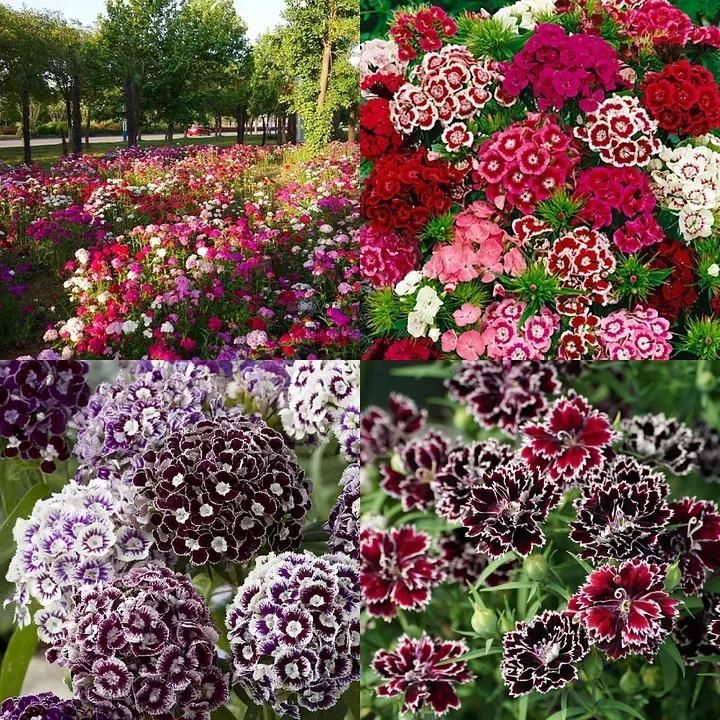 Dianthus Seeds (Free Pot Mixture 100 gm) i6r2ja-hp
