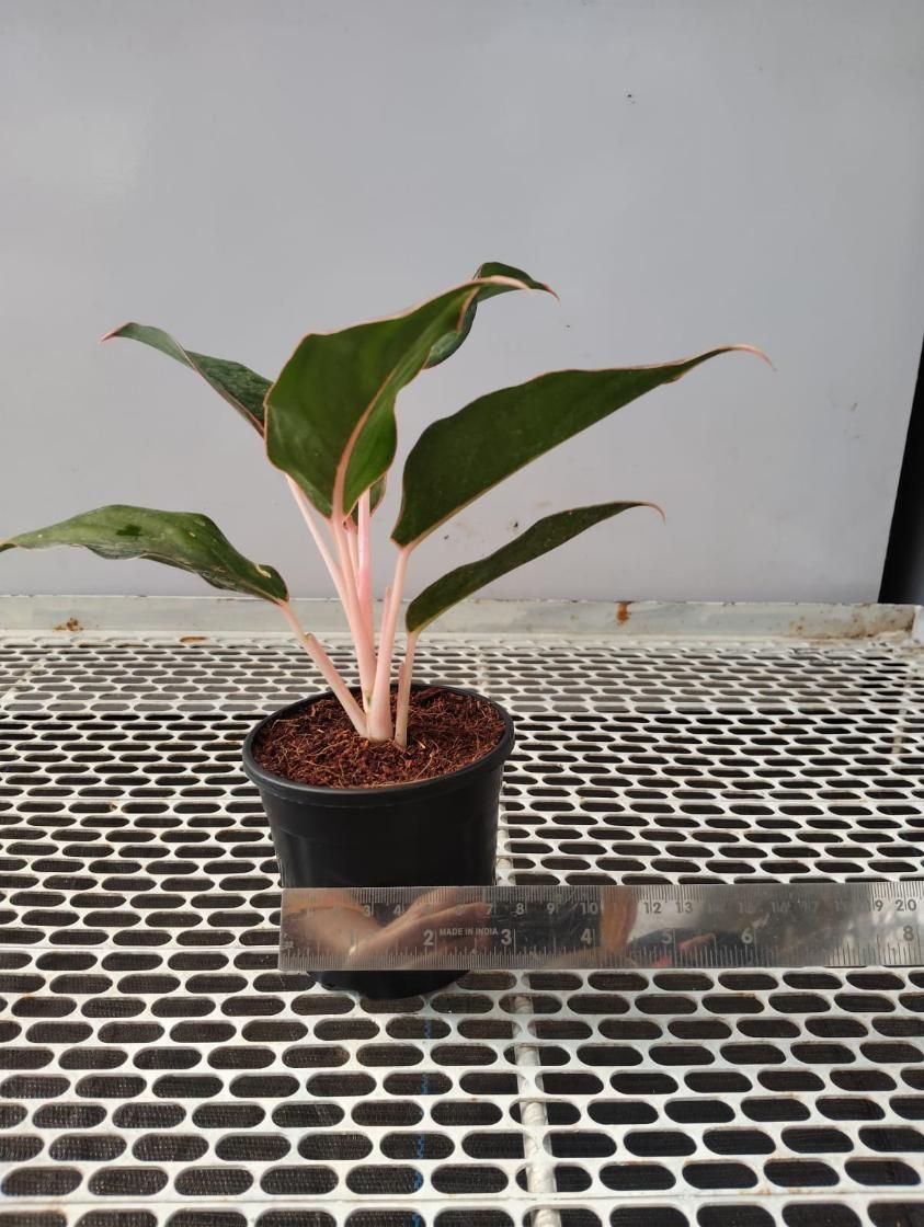 Aglaonema Black Lipstick Live Plant i6r2ja-hp