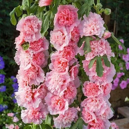 Imported Hollyhock Seeds	(Pack of 2) i6r2ja-hp