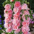 Imported Hollyhock Seeds	(Pack of 2) i6r2ja-hp