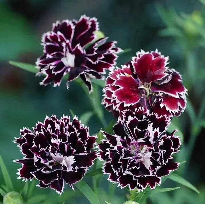 Dianthus Seeds (Free Pot Mixture 100 gm) i6r2ja-hp