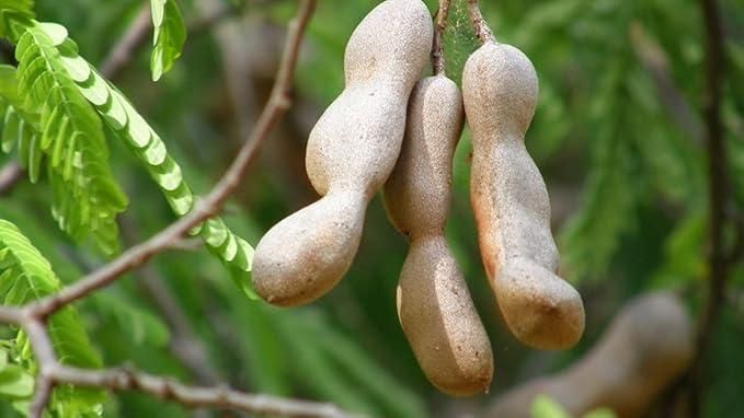 Tamarind Seeds (Free Pot Mixture 100 gm) i6r2ja-hp