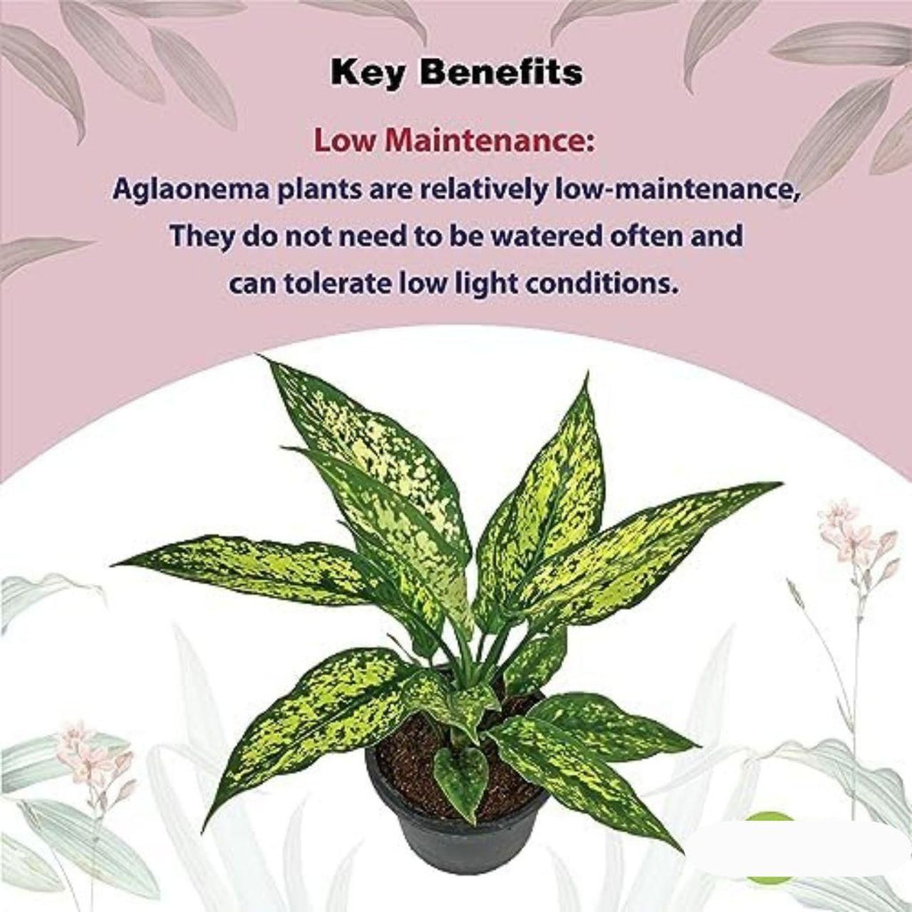 Aglaonema Snow White Plant i6r2ja-hp