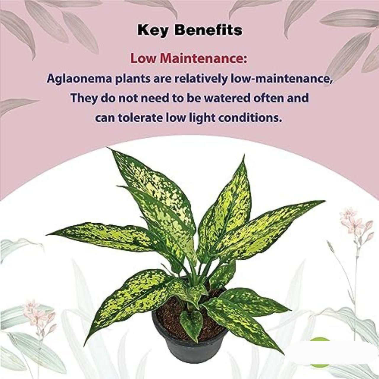 Aglaonema Snow White Plant i6r2ja-hp