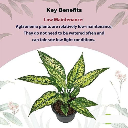 Aglaonema Snow White Plant i6r2ja-hp