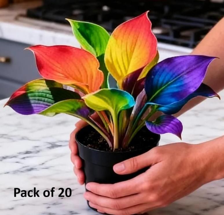 Color Symphony Hostas with Plant Growth Serum (Pack of 20) i6r2ja-hp