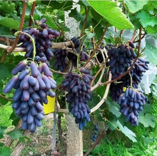 Sweet Sapphire Grapes Seed Pack of 20 i6r2ja-hp