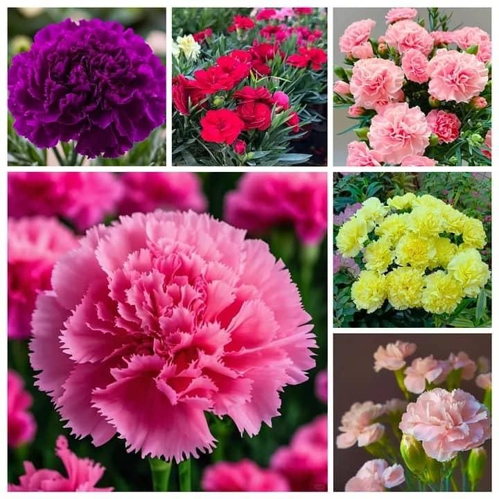 Carnation Seeds (Free Pot Mixture 100 gm) i6r2ja-hp