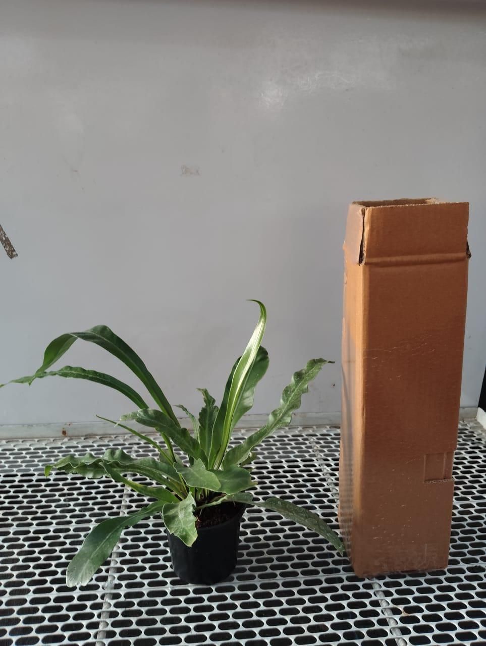 Birds Nest Fern Plant i6r2ja-hp