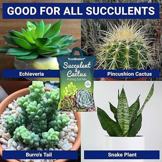Succulent and Cactus Potting Soil Mix (350gm) i6r2ja-hp