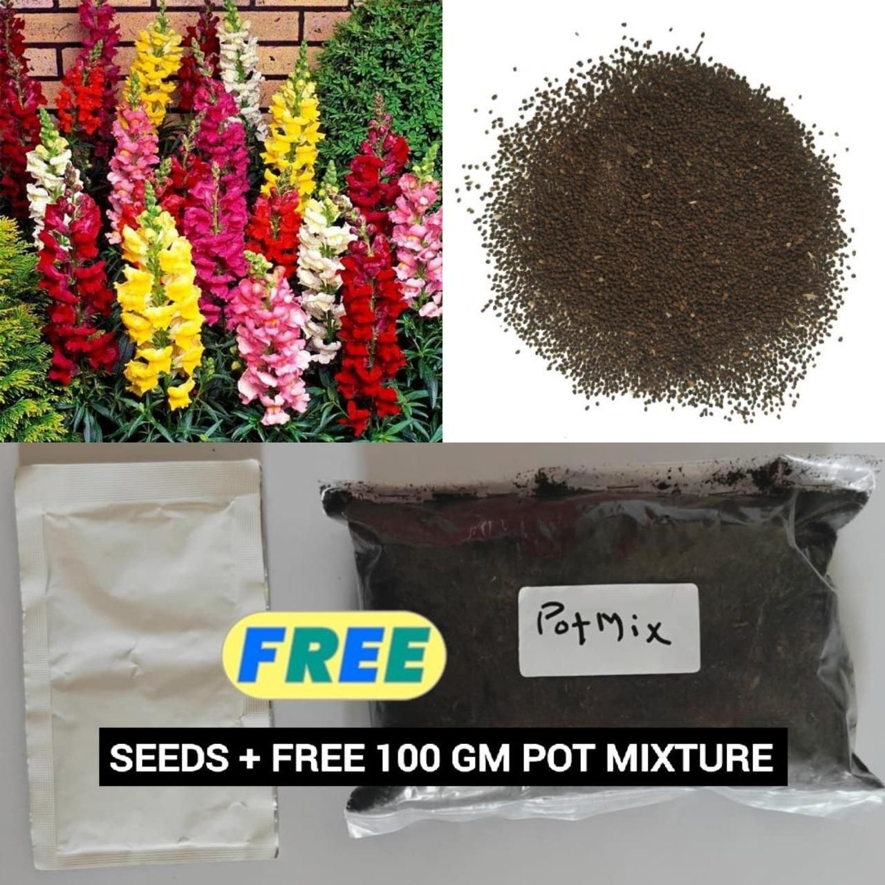 Snapdragon Seeds (Free Pot Mixture 100 gm) i6r2ja-hp