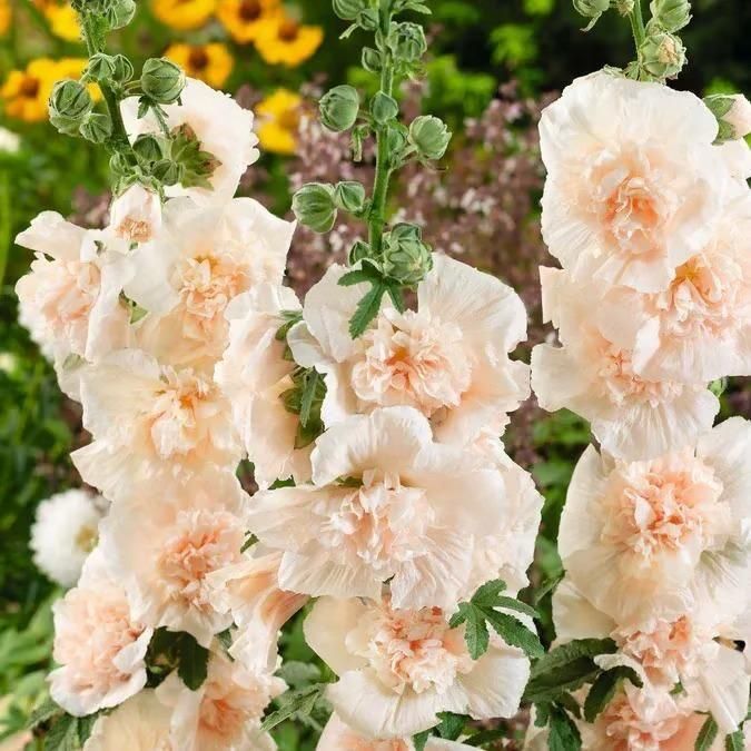 Imported Hollyhock Seeds	(Pack of 2) i6r2ja-hp