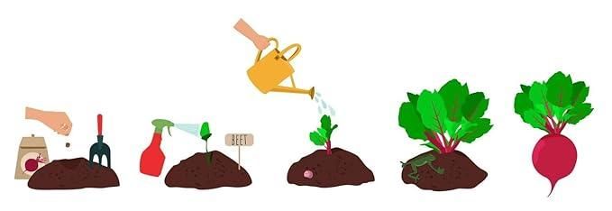 Beetroot Seeds (Free Organic Pot Mix 100 gm) i6r2ja-hp