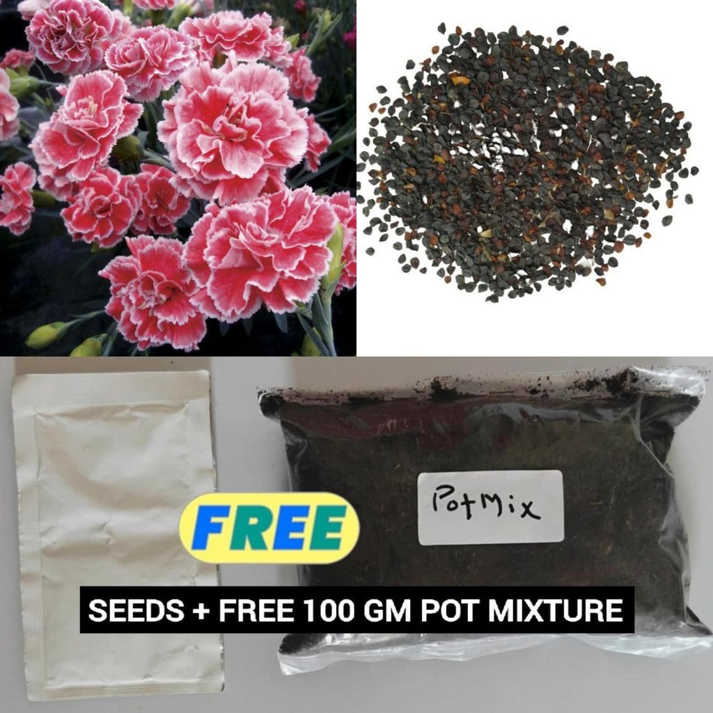 Carnation Seeds (Free Pot Mixture 100 gm) i6r2ja-hp