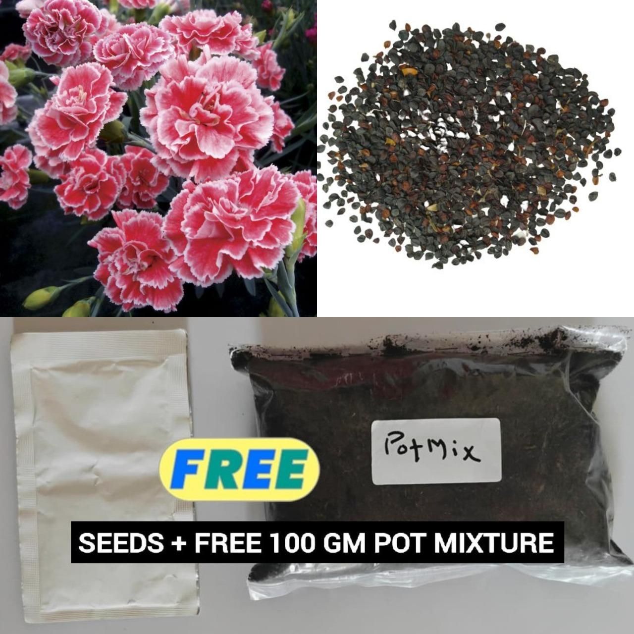 Carnation Seeds (Free Pot Mixture 100 gm) i6r2ja-hp