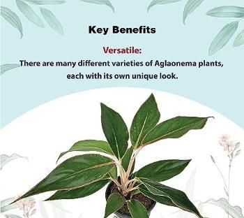 Aglaonema Black Lipstick Live Plant i6r2ja-hp