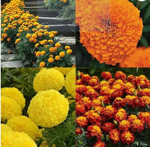 40 Varieties of Flower Seeds i6r2ja-hp