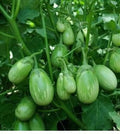 Thai Eggplant Seed (Pack of 50) with Plant Growth Serum i6r2ja-hp