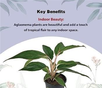 Aglaonema Black Lipstick Live Plant i6r2ja-hp