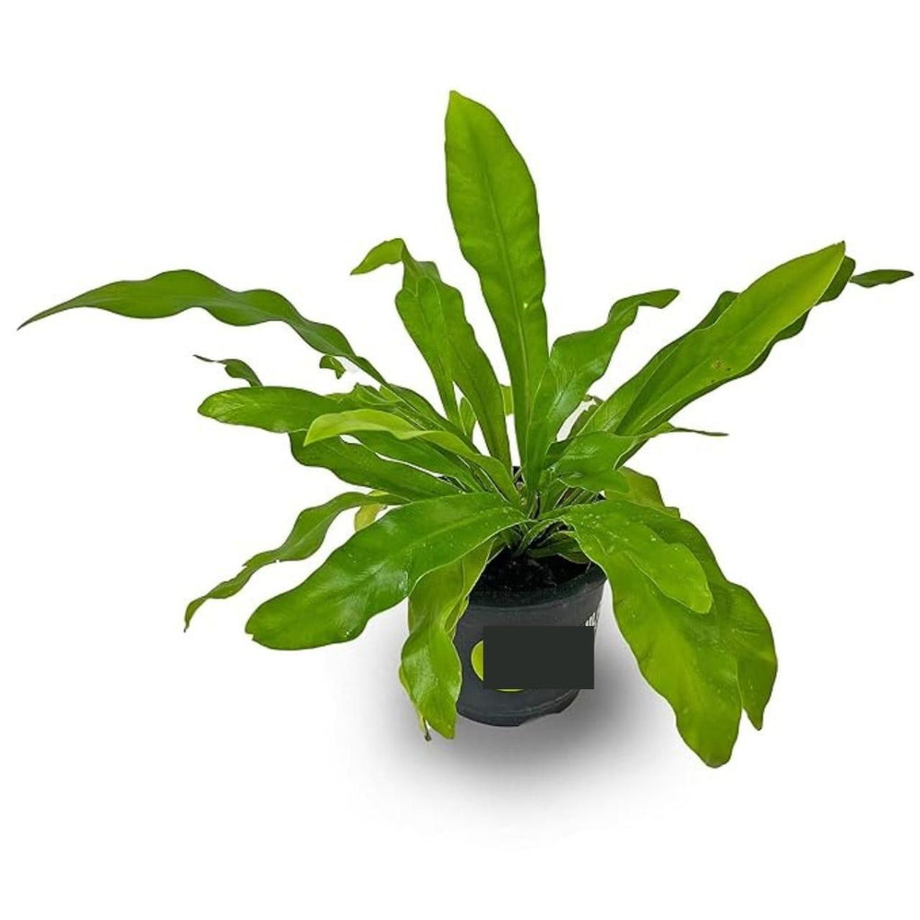 Birds Nest Fern Plant i6r2ja-hp
