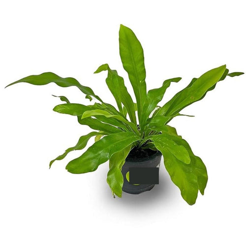 Birds Nest Fern Plant i6r2ja-hp