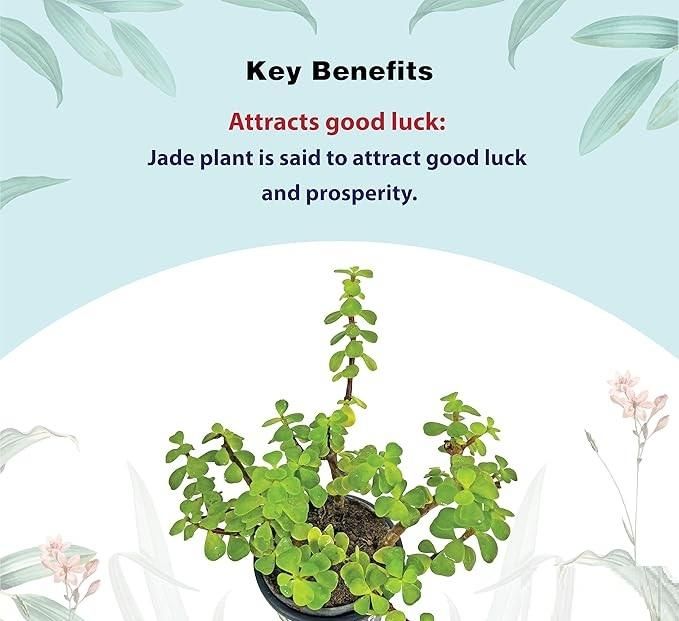 Jade Feng Shui Plant i6r2ja-hp