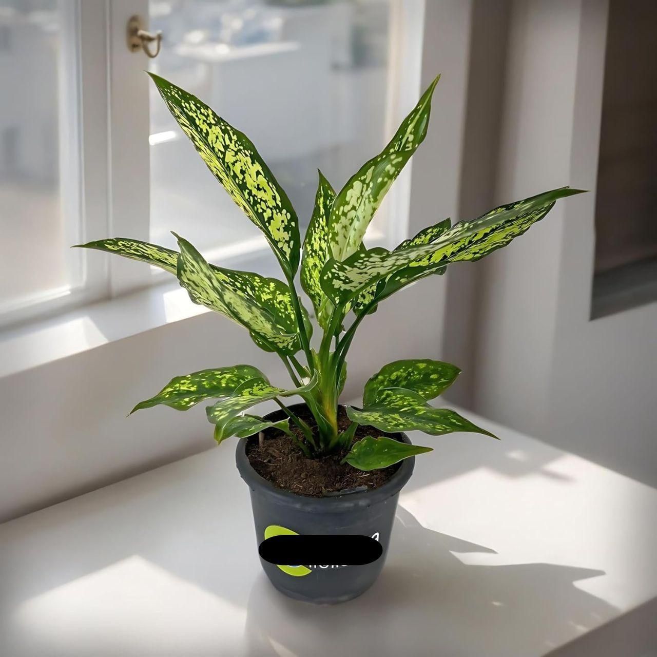 Aglaonema Snow White Plant i6r2ja-hp