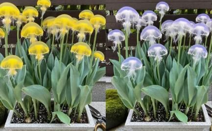 Rare Medusa Orchid with Plant Growth Supplement (Pack of 8) i6r2ja-hp