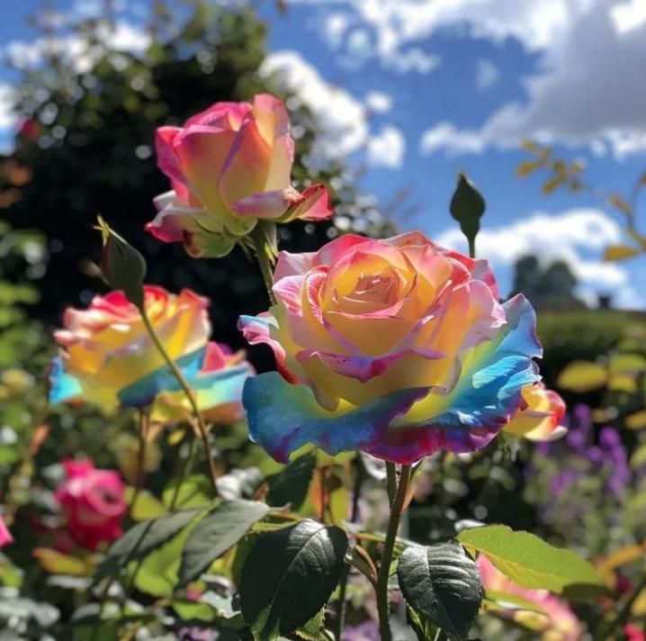 Rainbow Rose Seeds with Free Plant Growth Serum Pack of 2 i6r2ja-hp