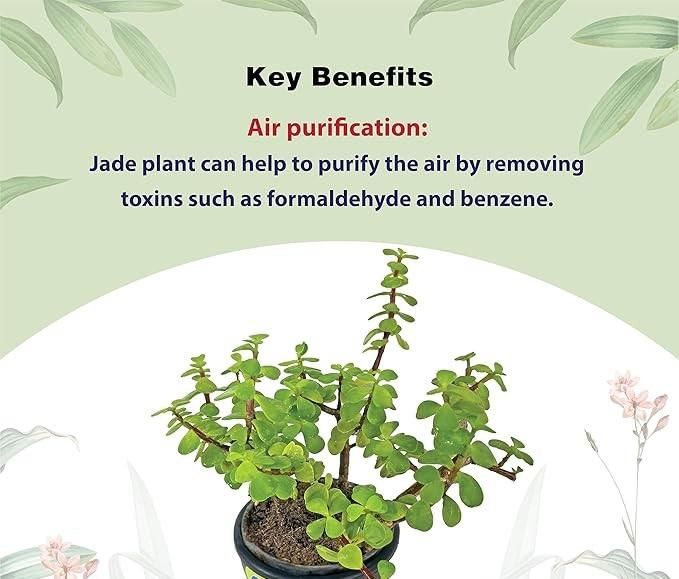 Jade Feng Shui Plant i6r2ja-hp