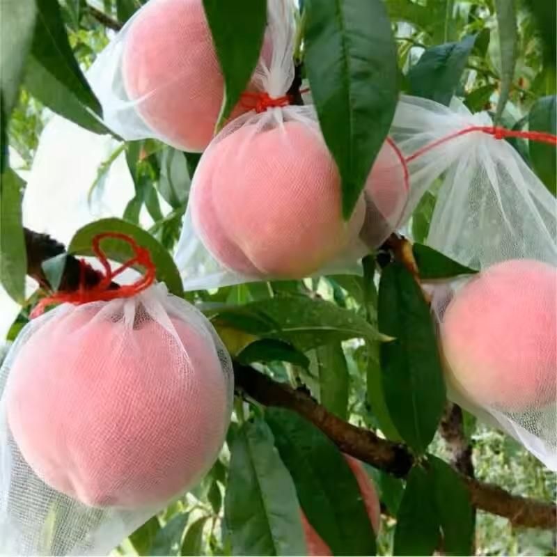 Fruit Protection Bags with Drawstring (Pack of 25) i6r2ja-hp