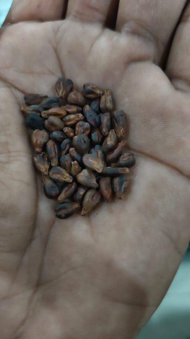 Sweet Sapphire Grapes Seed Pack of 20 i6r2ja-hp