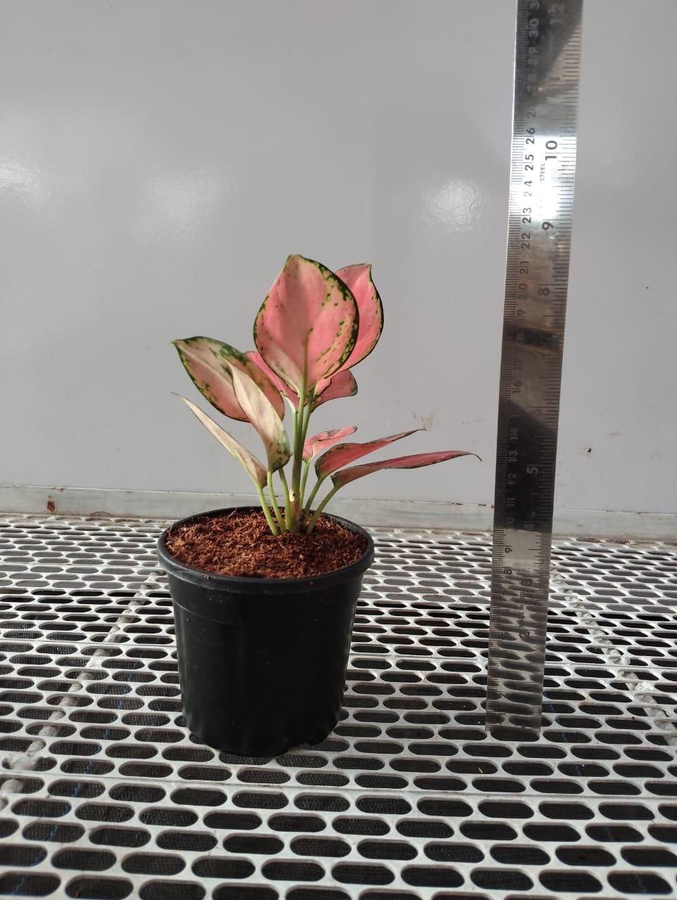 Aglaonema Pink Valentine Plant i6r2ja-hp