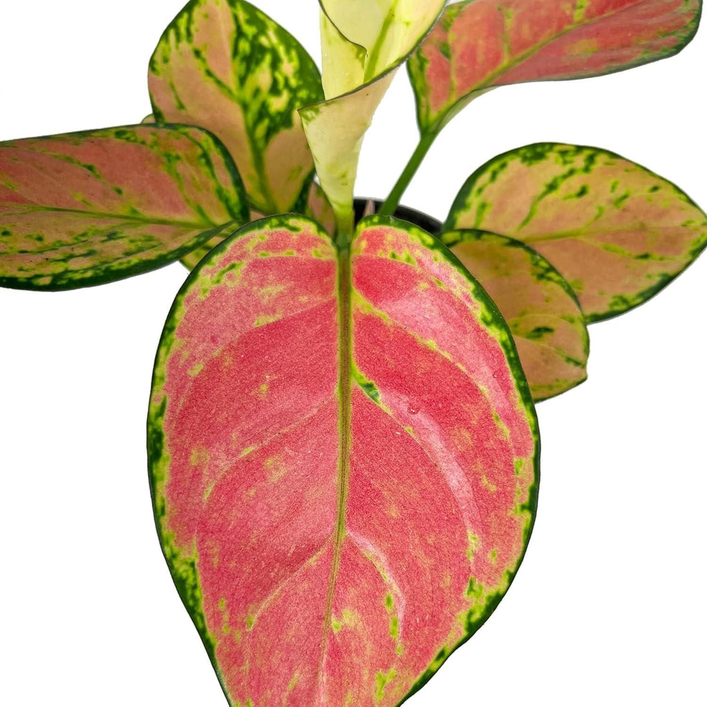 Aglaonema Pink Valentine Plant i6r2ja-hp