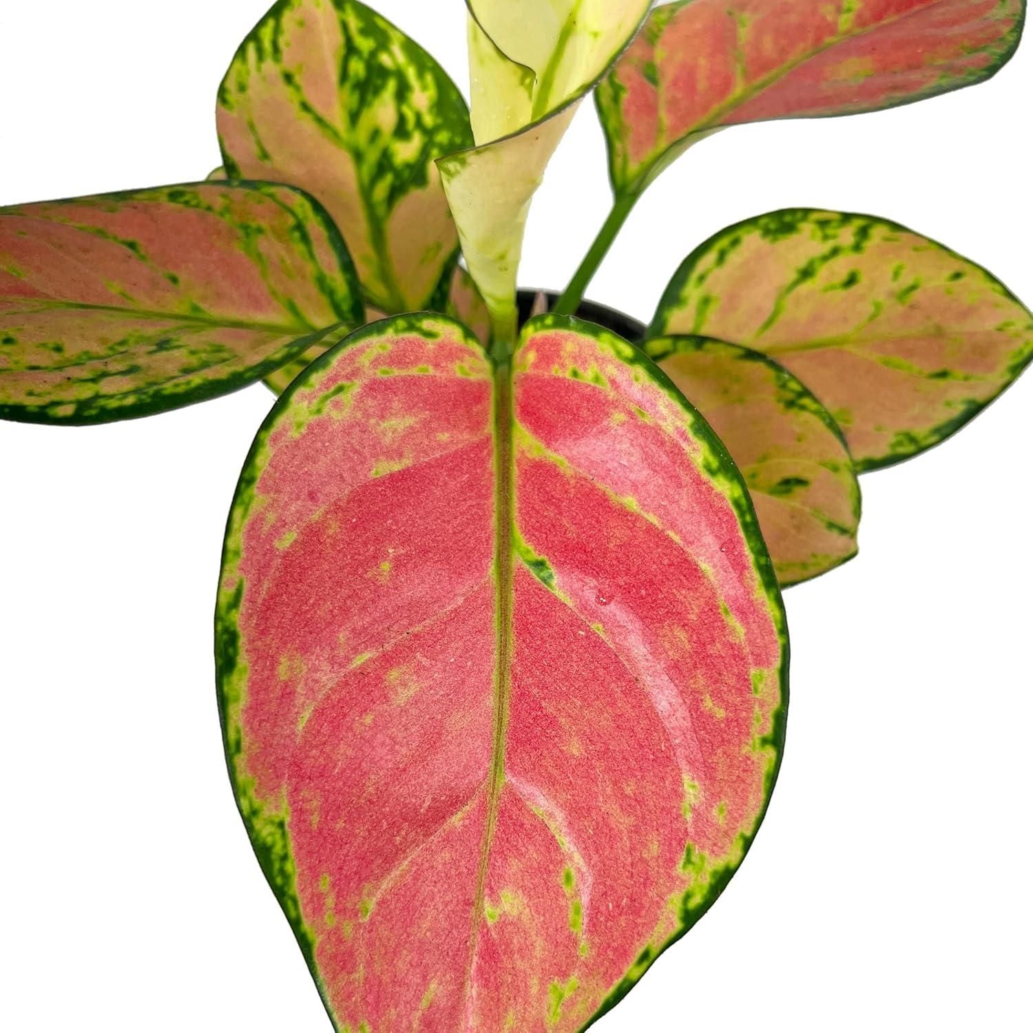 Aglaonema Pink Valentine Plant i6r2ja-hp