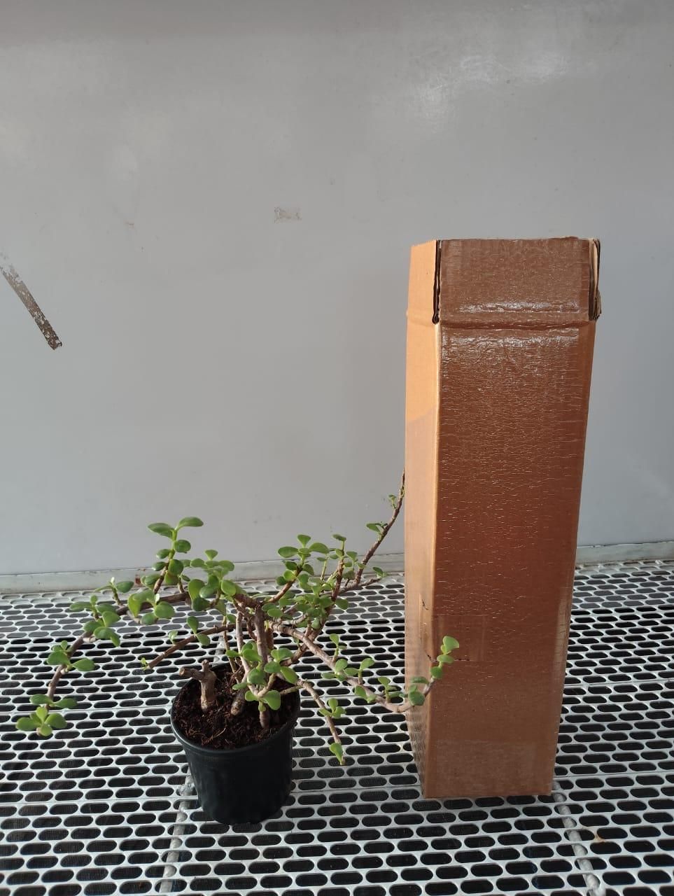 Jade Feng Shui Plant i6r2ja-hp