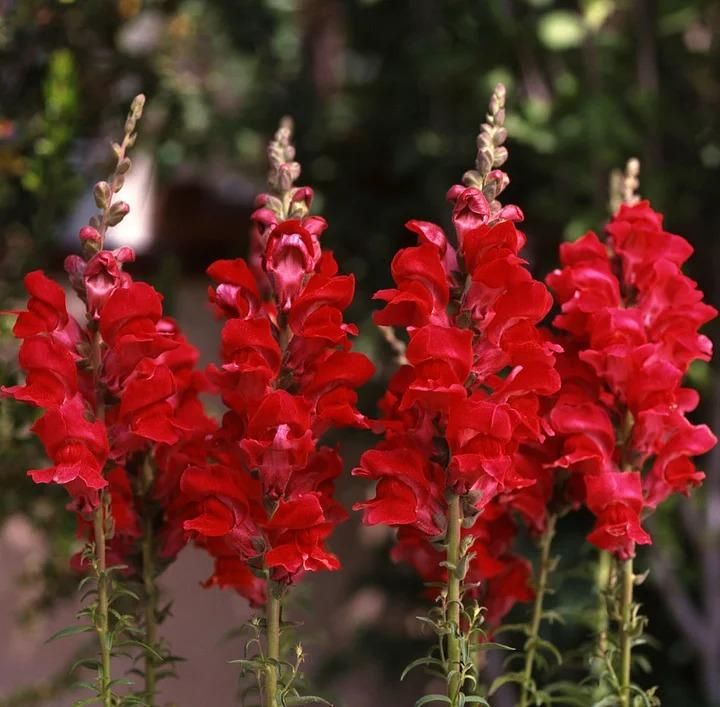 Snapdragon Seeds (Free Pot Mixture 100 gm) i6r2ja-hp