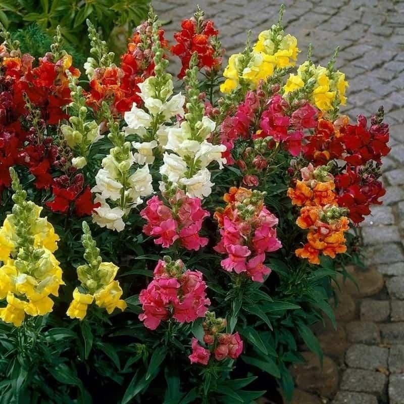 Snapdragon Seeds (Free Pot Mixture 100 gm) i6r2ja-hp