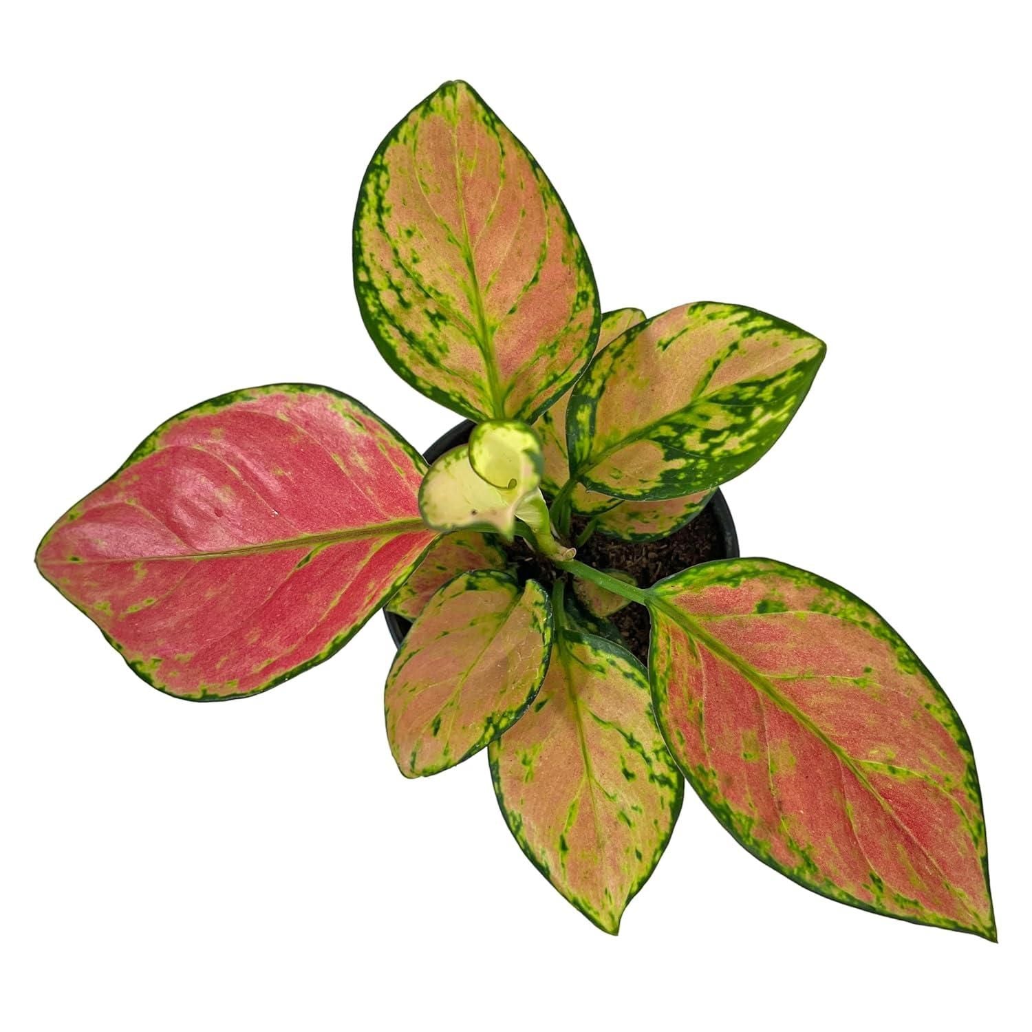 Aglaonema Pink Valentine Plant i6r2ja-hp