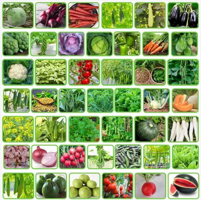 45 Varieties of Fruit and Vegetable Seeds i6r2ja-hp