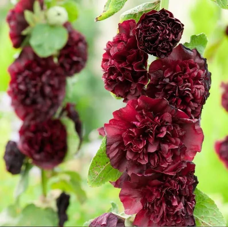Imported Hollyhock Seeds	(Pack of 2) i6r2ja-hp