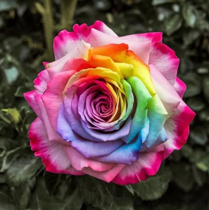 Rainbow Rose Seeds with Free Plant Growth Serum Pack of 2 i6r2ja-hp
