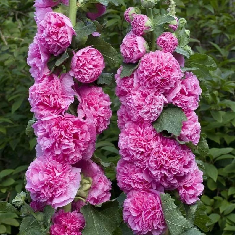 Imported Hollyhock Seeds	(Pack of 2) i6r2ja-hp
